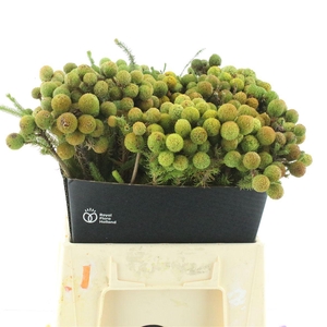 Kaaps Berzelia Galpinii Baubles