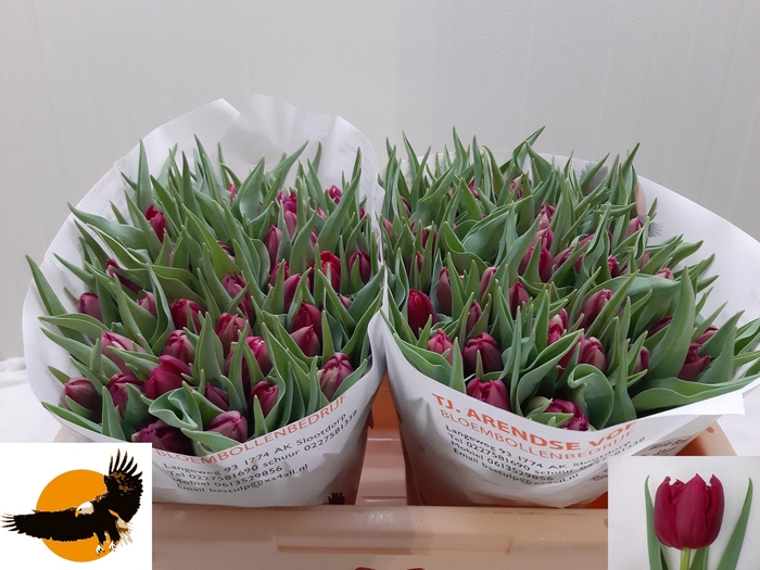 <h4>TU DU WORLD BOWL</h4>