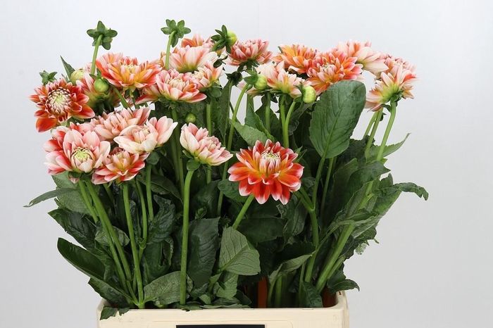 <h4>Dahlia Hapet Harmony</h4>
