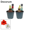 Hippeastrum Mix 2/3 Knop Bolmaat 36-40 (Decorum)