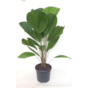 Licuala Grandis 29 cm