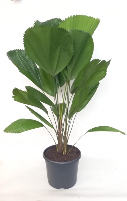 <h4>Licuala Grandis 29 cm</h4>