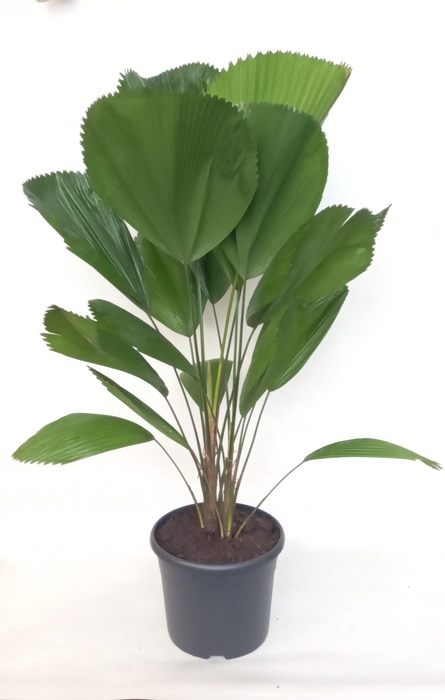 <h4>Licuala Grandis 29 cm</h4>