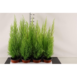 Cupressus 14 Cm. P. Macr. Goldcrest Wilma