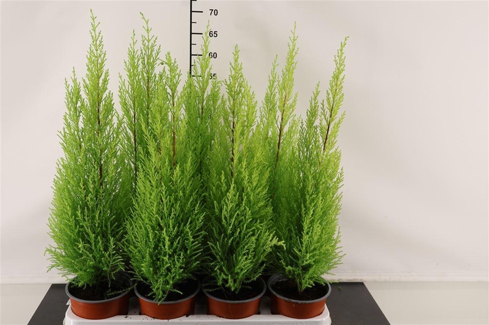 <h4>Cupressus 14 Cm. P. Macr. Goldcrest Wilma</h4>