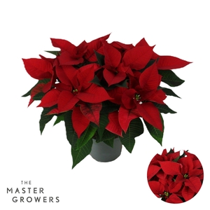 Poinsettia Christmas Universe Rood 13cm 5 bloem