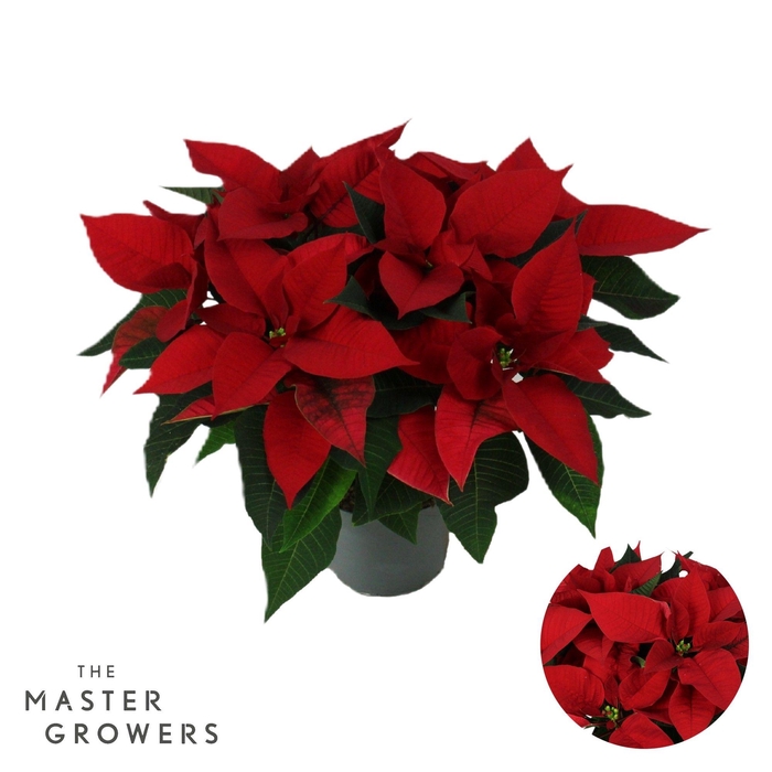 <h4>Poinsettia Christmas Universe Rood 13cm 5 bloem</h4>