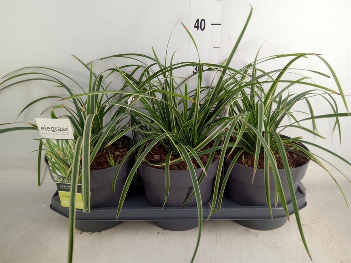 <h4>Carex morrowii 'Ice Dance'</h4>