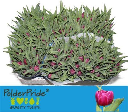 <h4>Tu Du World Bowl</h4>