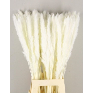 DF Silvy 85cm Bs(10pc) Bleach
