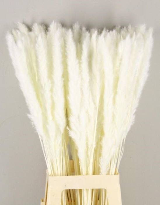 <h4>DF Silvy 85cm Bs(10pc) Bleach</h4>