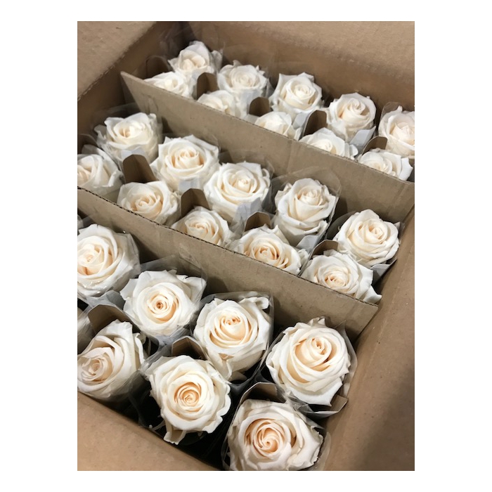 <h4>Roos op steel Standard 55cm Champagne</h4>