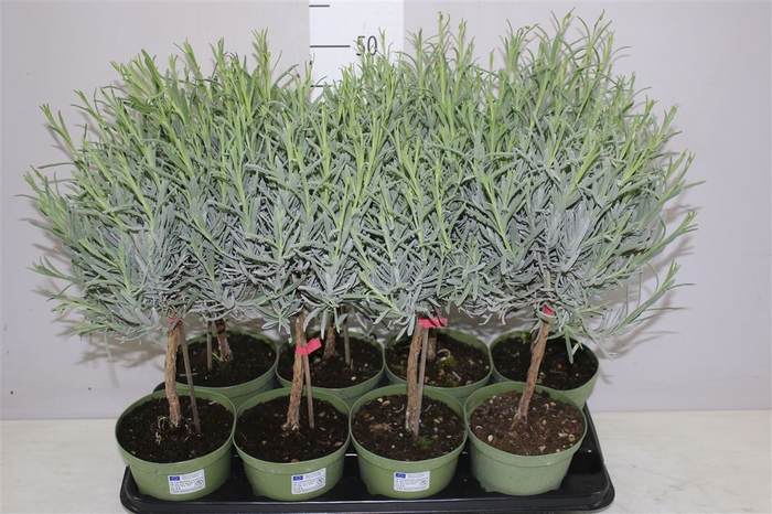 <h4>Lavandula Angustifolia Op Stam</h4>
