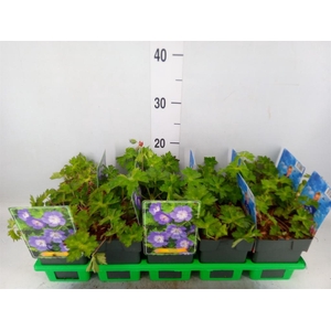 Geranium  'Rozanne'