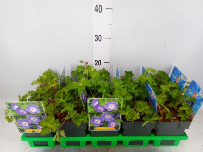 <h4>Geranium  'Rozanne'</h4>