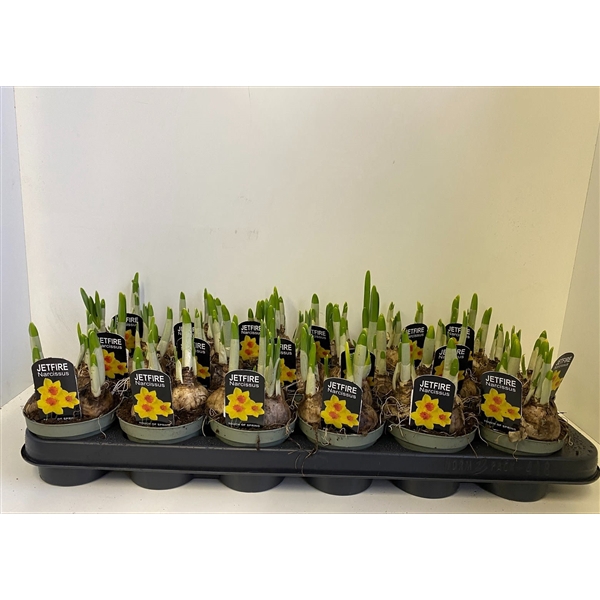 <h4>9 cm Narcis Jetfire in in olijfgroene pot</h4>