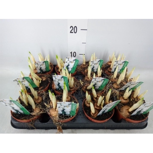 Crocus vernus 'Jeanne d'Arc'