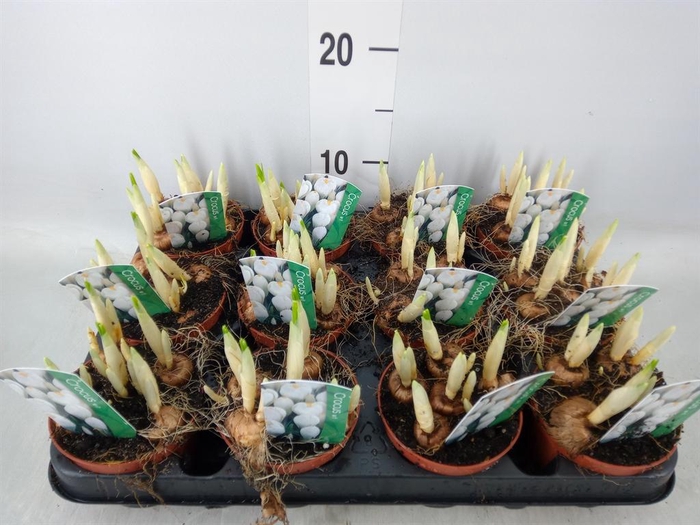 <h4>Crocus vernus 'Jeanne d'Arc'</h4>