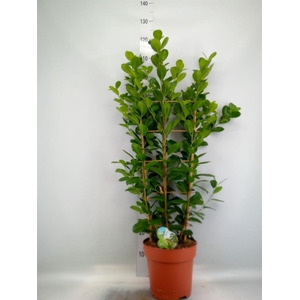 Ficus microcarpa 'Moclame'