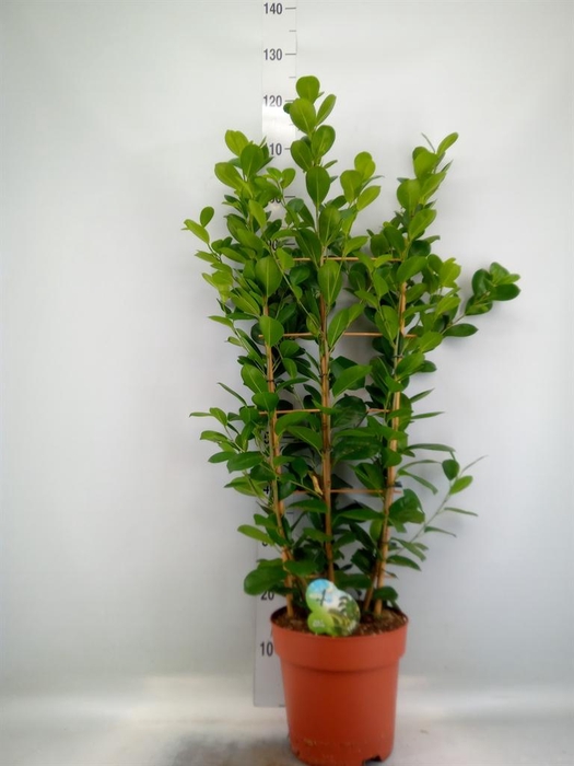 <h4>Ficus microcarpa 'Moclame'</h4>