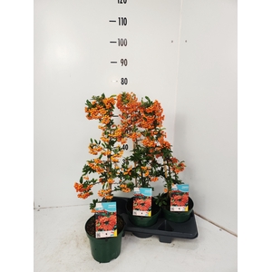 PYRAC ORANGE GLOW