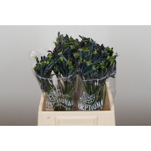Anigozanthos Celebrations Masquerade