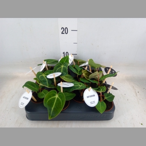 Anthurium   ...