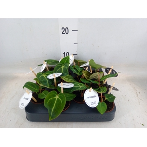 Anthurium   ...