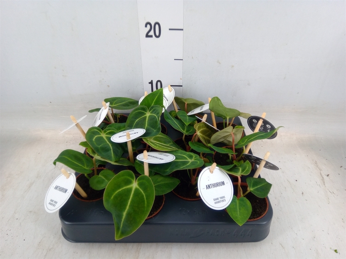 <h4>Anthurium   ...</h4>