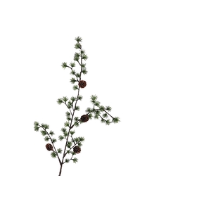 Larix Spray