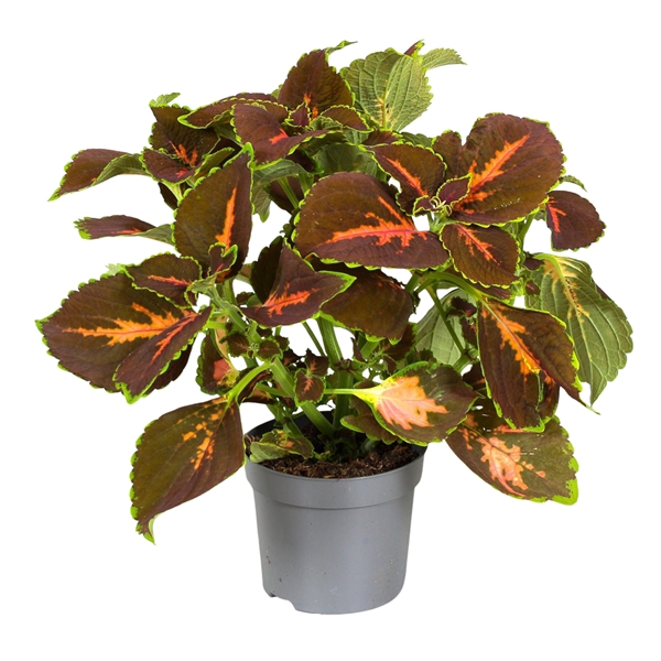 <h4>Coleus Gardner Street</h4>