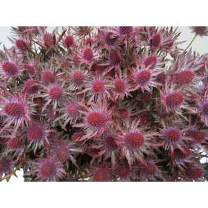 Eryn Orion Dark Cerise L50