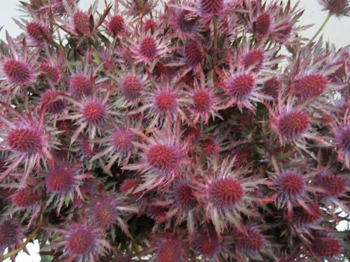 <h4>Eryn Orion Dark Cerise L50</h4>