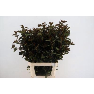 Physocarpus opulif. 'Diabolo'
