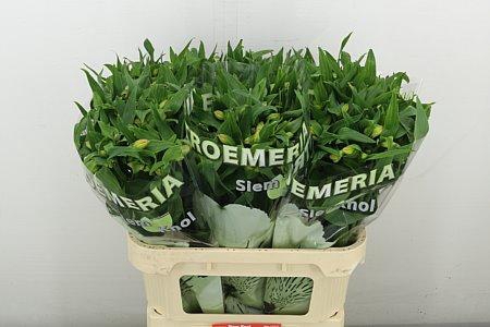 <h4>ALSTR AURORA</h4>