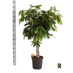 Ficus binnendijkii Amstel King 27Ø 130cm 6pp