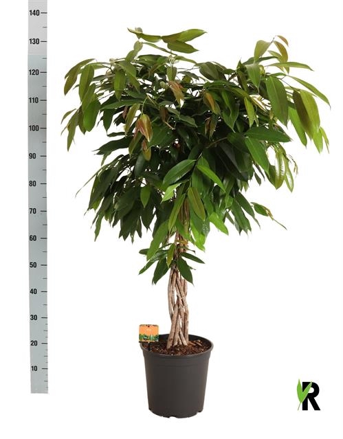 Ficus binnendijkii Amstel King 27Ø 130cm 6pp