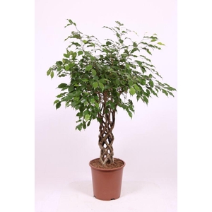 Ficus Exotica
