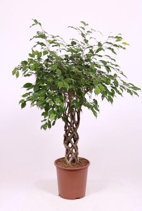<h4>Ficus Exotica</h4>