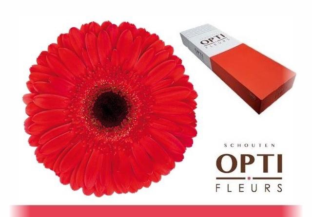 <h4>GE GR DYNAMIC</h4>