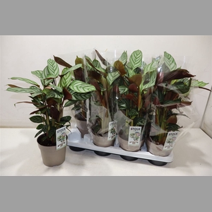 Ctenanthe Compactsta