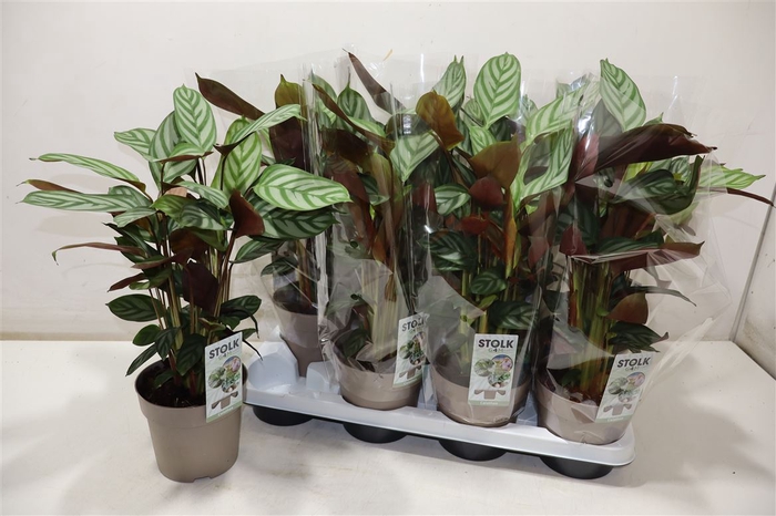 <h4>Ctenanthe Compactsta</h4>