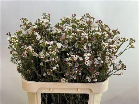 <h4>Chame Moonl Delight</h4>