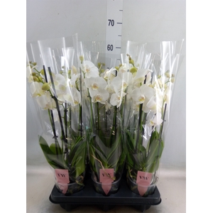 Phalaenopsis  'Ant Inverness'