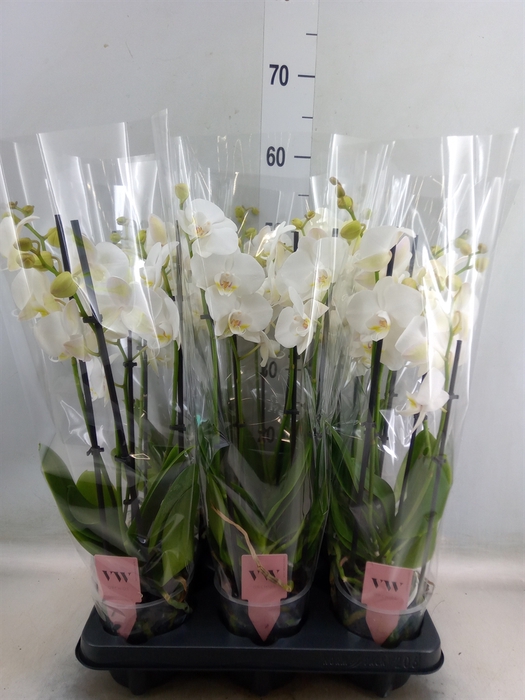 <h4>Phalaenopsis  'Ant Inverness'</h4>