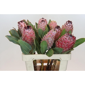 PROTEA MAGNIFICA