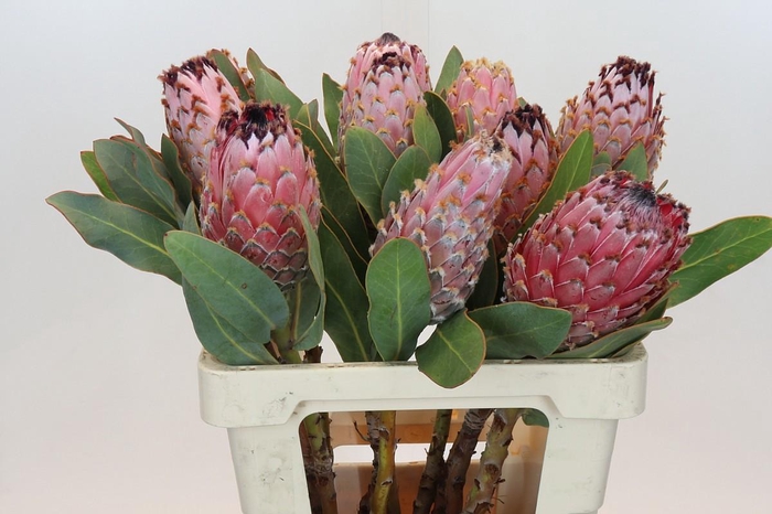 <h4>PROTEA MAGNIFICA</h4>