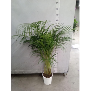 Dypsis lutescens   ...Chrysalidoca