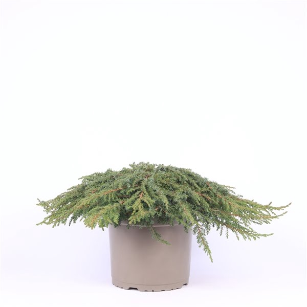 <h4>Juniperus communis 'Green Carpet'</h4>