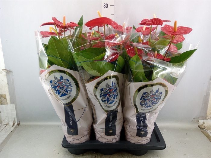 <h4>Anthurium andr. 'Jambo Red'</h4>